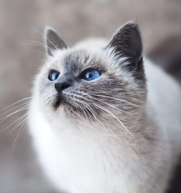 grey cat with blue eyes