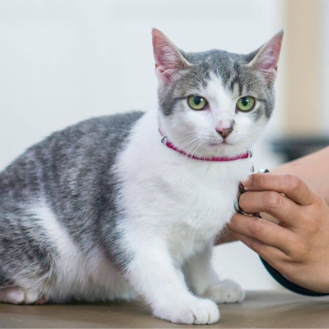 A cat being examined by a veterinarian