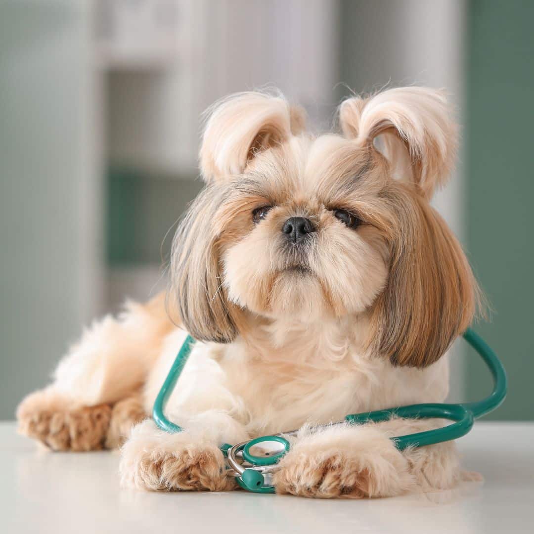 Dog with stethoscope on table