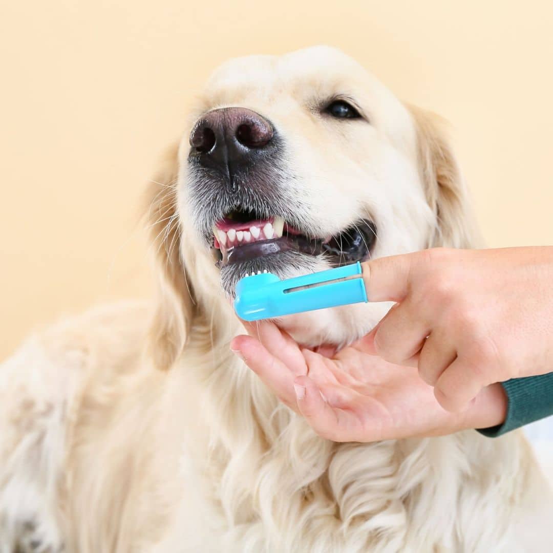 A person gently brushing a dog's teeth
