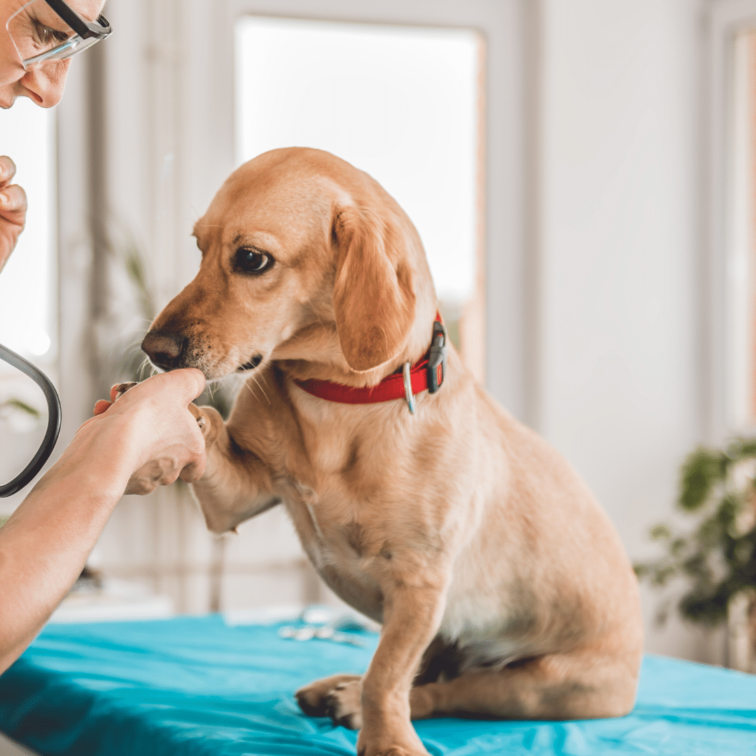 Veterinarian examining a dog during a pet consultation