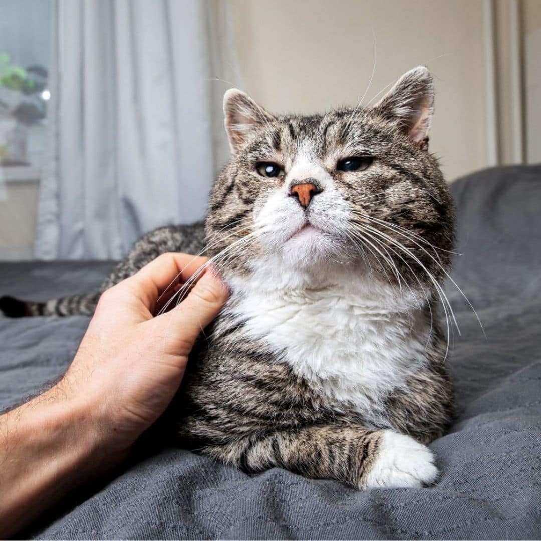 Senior cat receiving gentle care