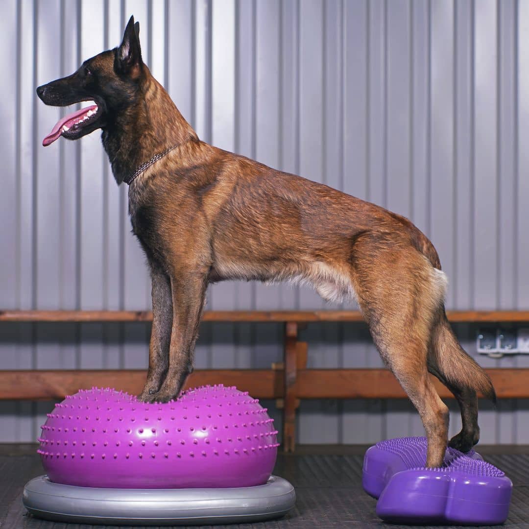 A dog standing on purple inflatable balance pods