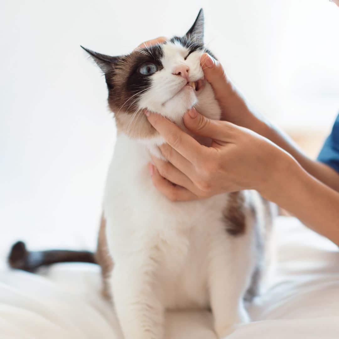 Veterinarian examining a cat's mouth