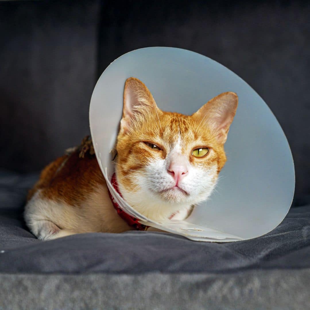 Orange tabby cat wearing a vet cone