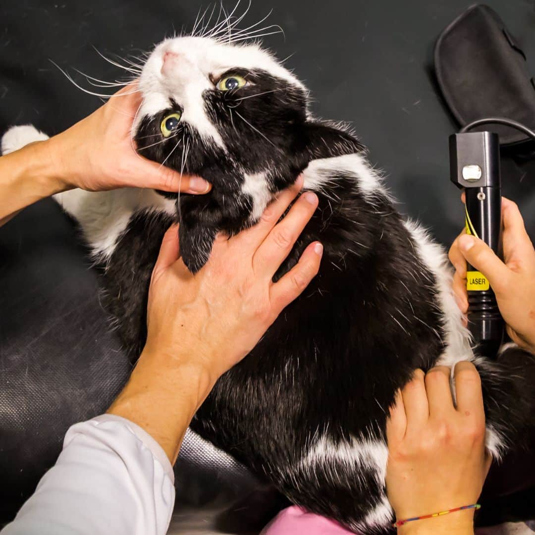 Veterinarian laser therapy to a cat